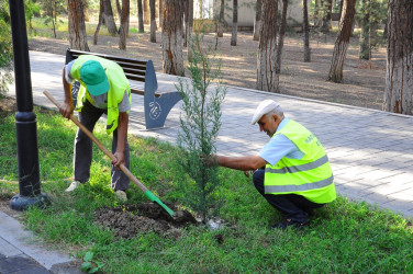 Naftalanda ağacəkmə aksiyası keçirildi