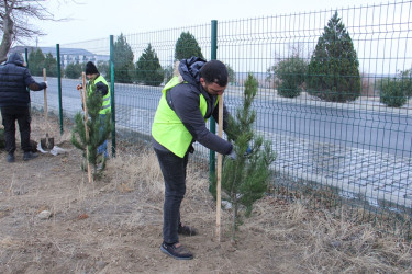 Naftalanda ağac və gül kolları əkilib