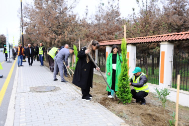 A tree planting action was held in Naftalan