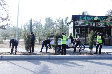 Naftalanda növbəti ağacəkmə aksiyası keçirilib