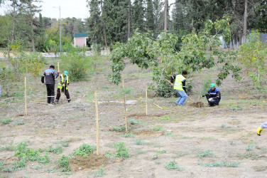 Naftalanda ağacəkmə aksiyası keçirilib