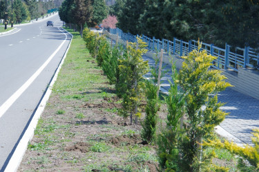Tree planting and landscaping are underway in Naftalan