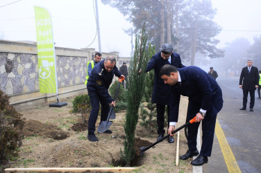 31 dekabr ərəfəsində ağacəkmə aksiyası keçirilib