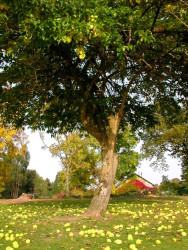 Naftalanda keçirilən ağacəkmə aksiyasında ilk dəfə olaraq yerli şəraitə uyğunlaşdırılmış Adəmalması (maklyura) ağacı əkilib