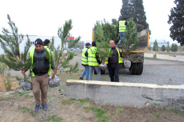 “Şəhərsalma və Memarlıq İli” çərçivəsində ağacəkmə aksiyası keçirilib