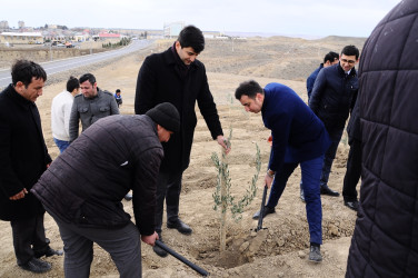 Naftalanda “Heydər Əliyev ili” çərçivəsində ağacəkmə aksiyası keçirilib