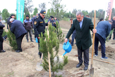 “Şəhərsalma və Memarlıq İli” çərçivəsində ağacəkmə aksiyası keçirilib