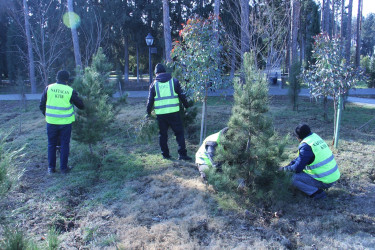 Naftalanda növbəti ağacəkmə aksiyası keçirilib