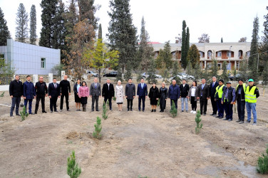 Naftalanda YAP ağacəkmə aksiyası keçirib