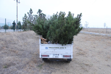Naftalanda ağac və gül kolları əkilib