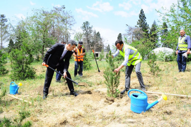 Another tree planting action was held within the framework of the” year of Constitution and sovereignty"