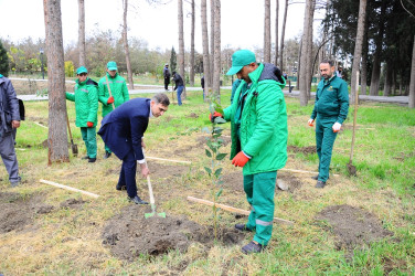 A tree planting campaign was held within the framework of the "Green Marathon"