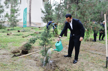 Naftalanda ağacəkmə aksiyası keçirilib