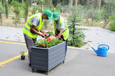 Green spaces are laid within the framework of the Year of solidarity for the sake of the Green World