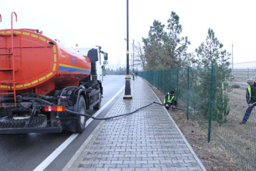 Naftalanda ağac və gül kolları əkilib