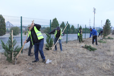 Naftalanda ağac və gül kolları əkilib