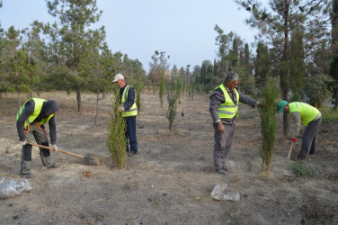 Naftalanda ağac və gül kolları əkilib