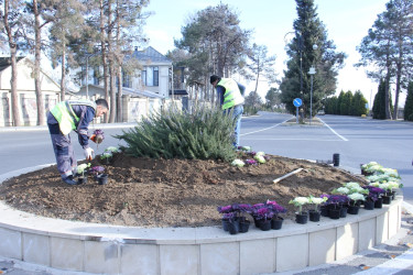 Naftalanda ağac və gül kolları əkilib