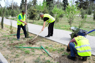 “Konstitusiya və Suverenlik İli” çərçivəsində növbəti ağacəkmə aksiyası keçirilib