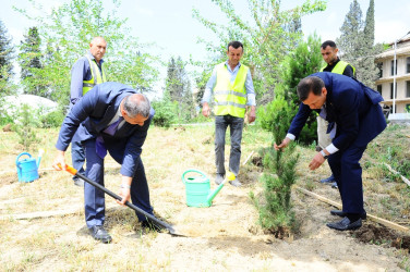 “Konstitusiya və Suverenlik İli” çərçivəsində növbəti ağacəkmə aksiyası keçirilib