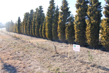 Sakura trees have been planted in Naftalan