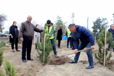 “Şəhərsalma və Memarlıq İli” çərçivəsində ağacəkmə aksiyası keçirilib