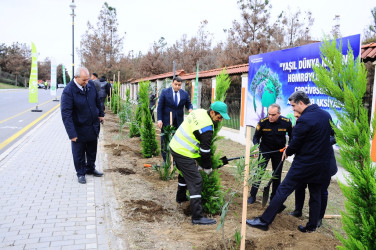 Naftalanda ağacəkmə aksiyası keçirilib