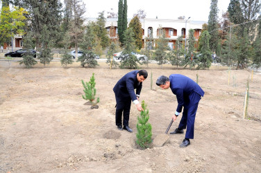 Naftalanda YAP ağacəkmə aksiyası keçirib