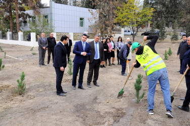 Naftalanda YAP ağacəkmə aksiyası keçirib