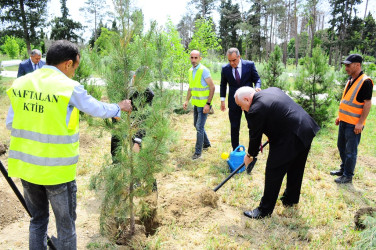 Another tree planting action was held within the framework of the” year of Constitution and sovereignty"